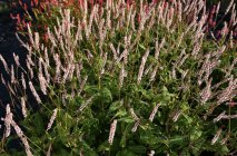 Bistorta amplexicaulis (Persicaria amplexicaulis)  ́JS Misty Morning' Kaelus-ussitatar